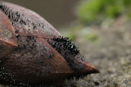 Image of Seifertia azaleae (Peck) Partr. & Morgan-Jones 2002