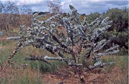 Image of Eucalyptus rhodantha Blakely & Steedm.