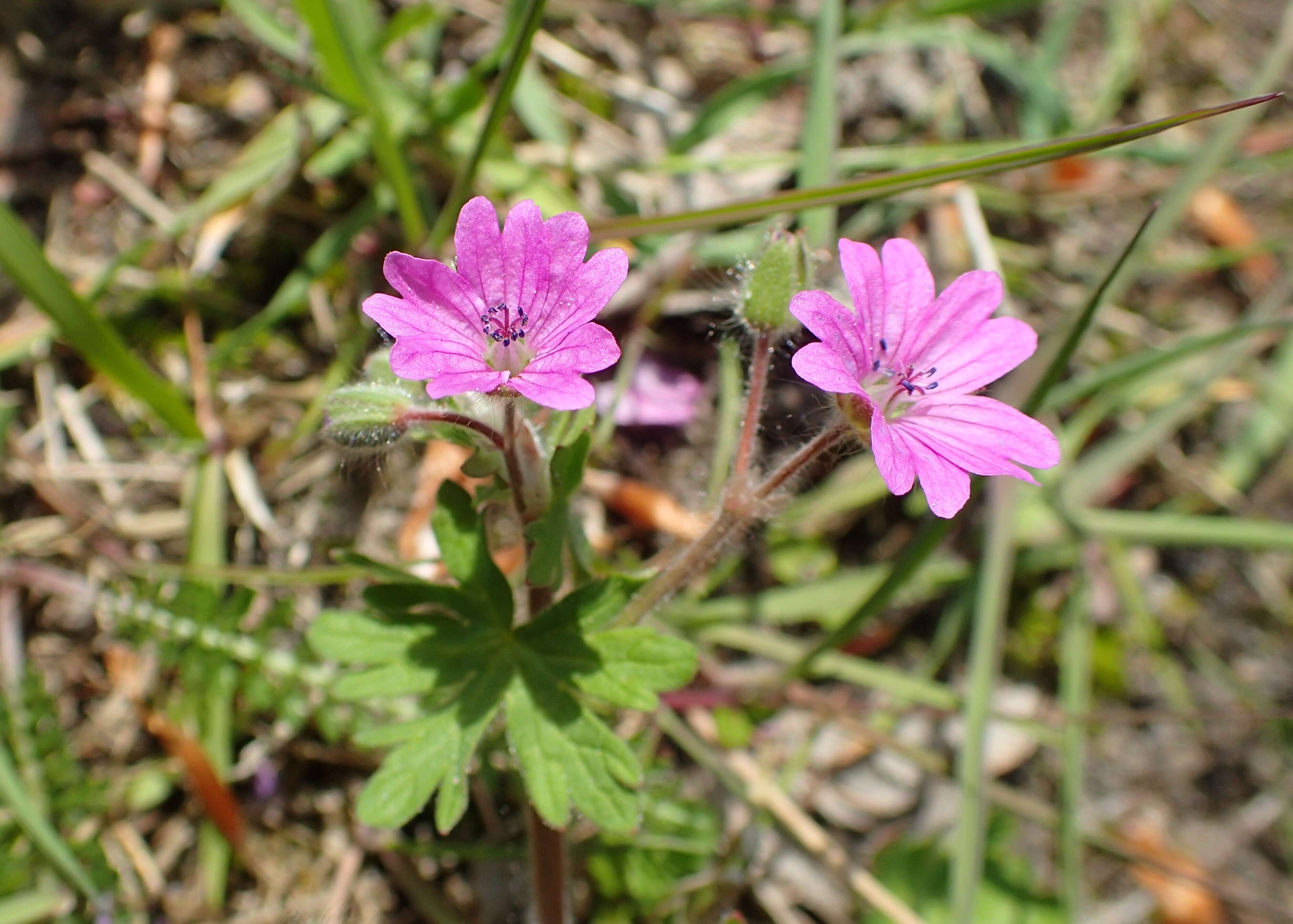 Imagem de Geranium molle L.