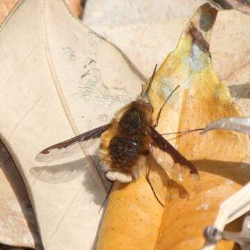 Image of Large bee-fly