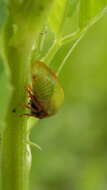 Image of Buffalo Treehoppers