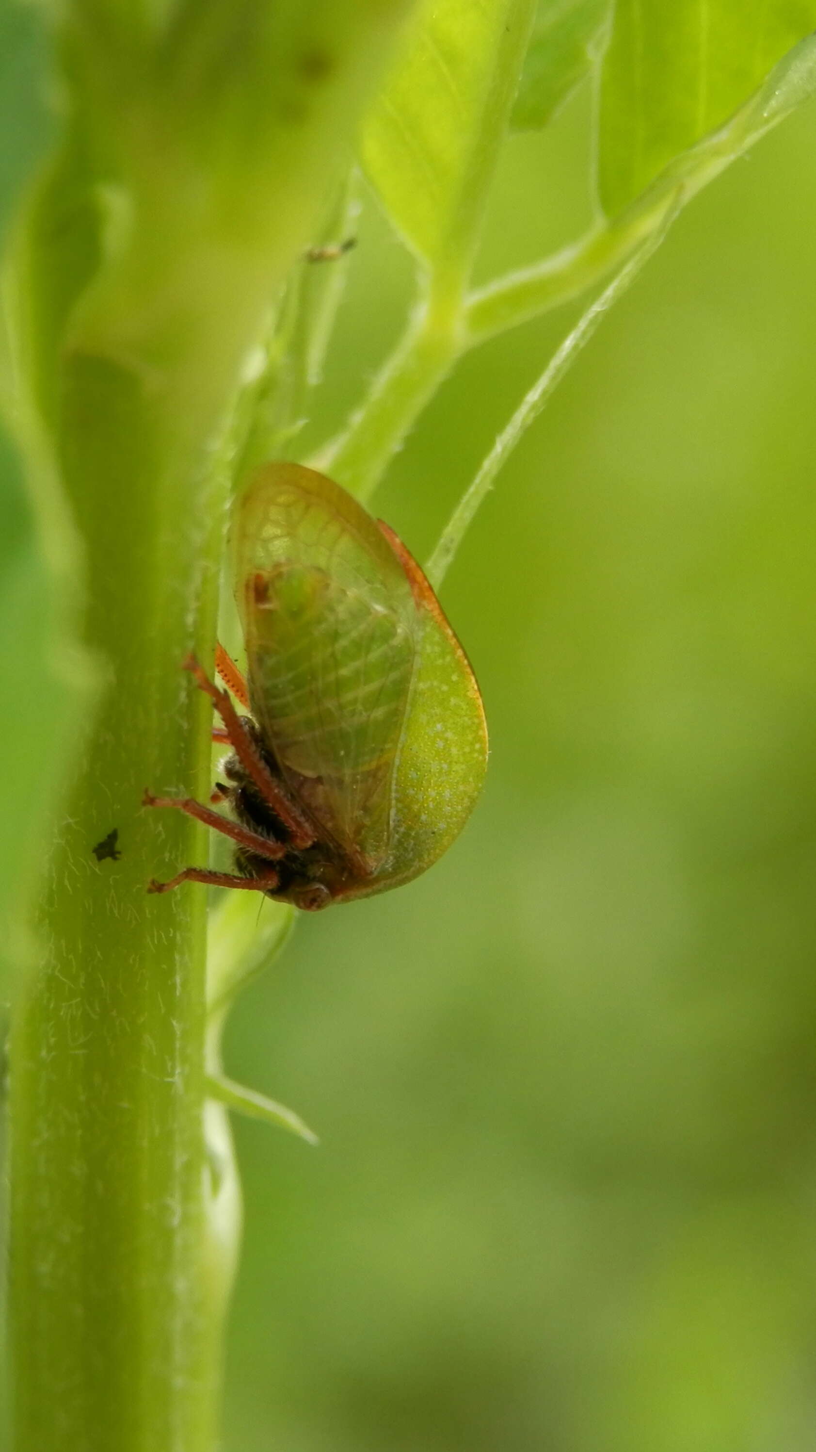 Image of Buffalo Treehoppers