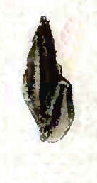 Image of Pyrgocythara crassicostata (C. B. Adams 1850)