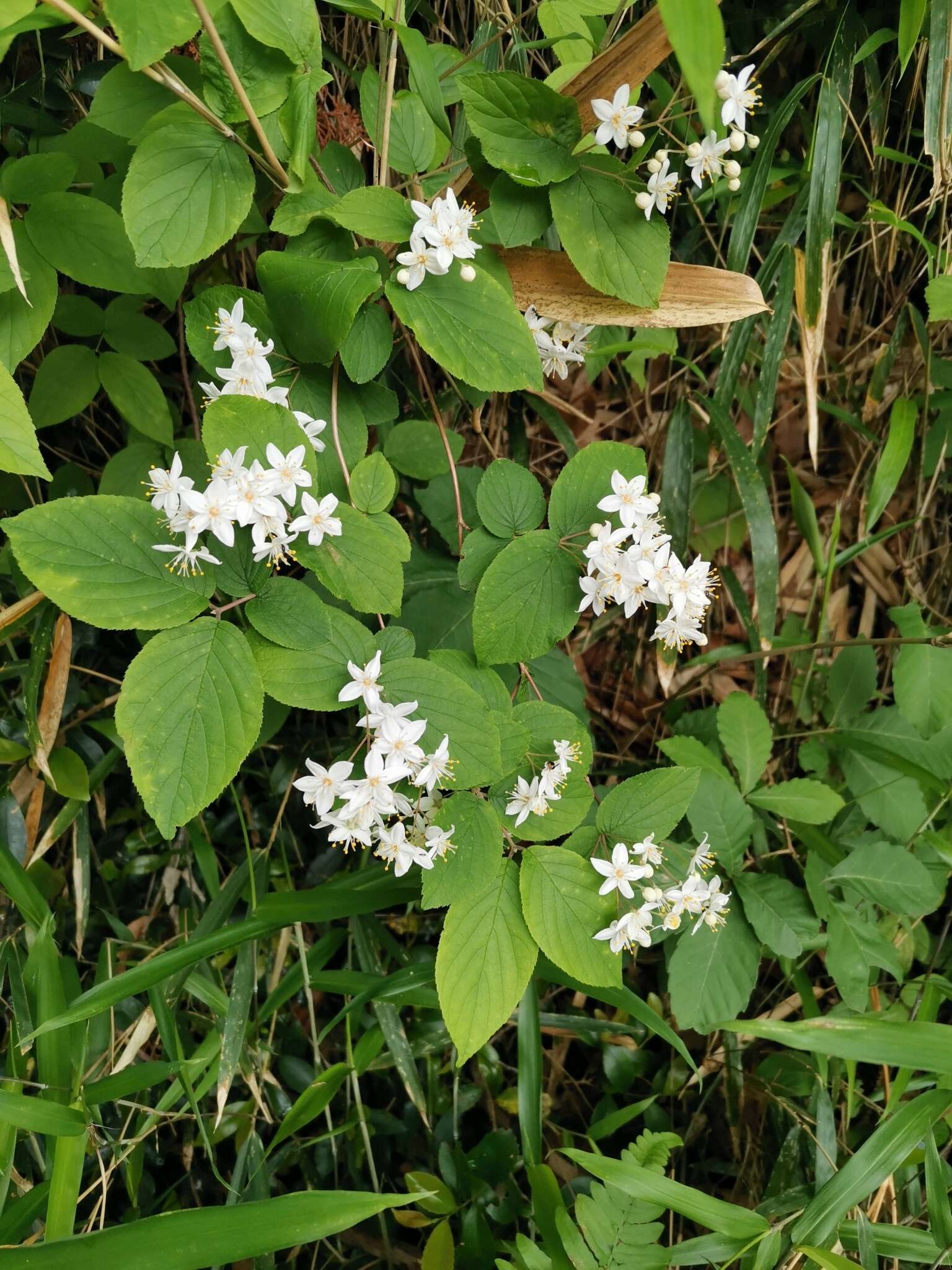 Image of fuzzy pride-of-Rochester