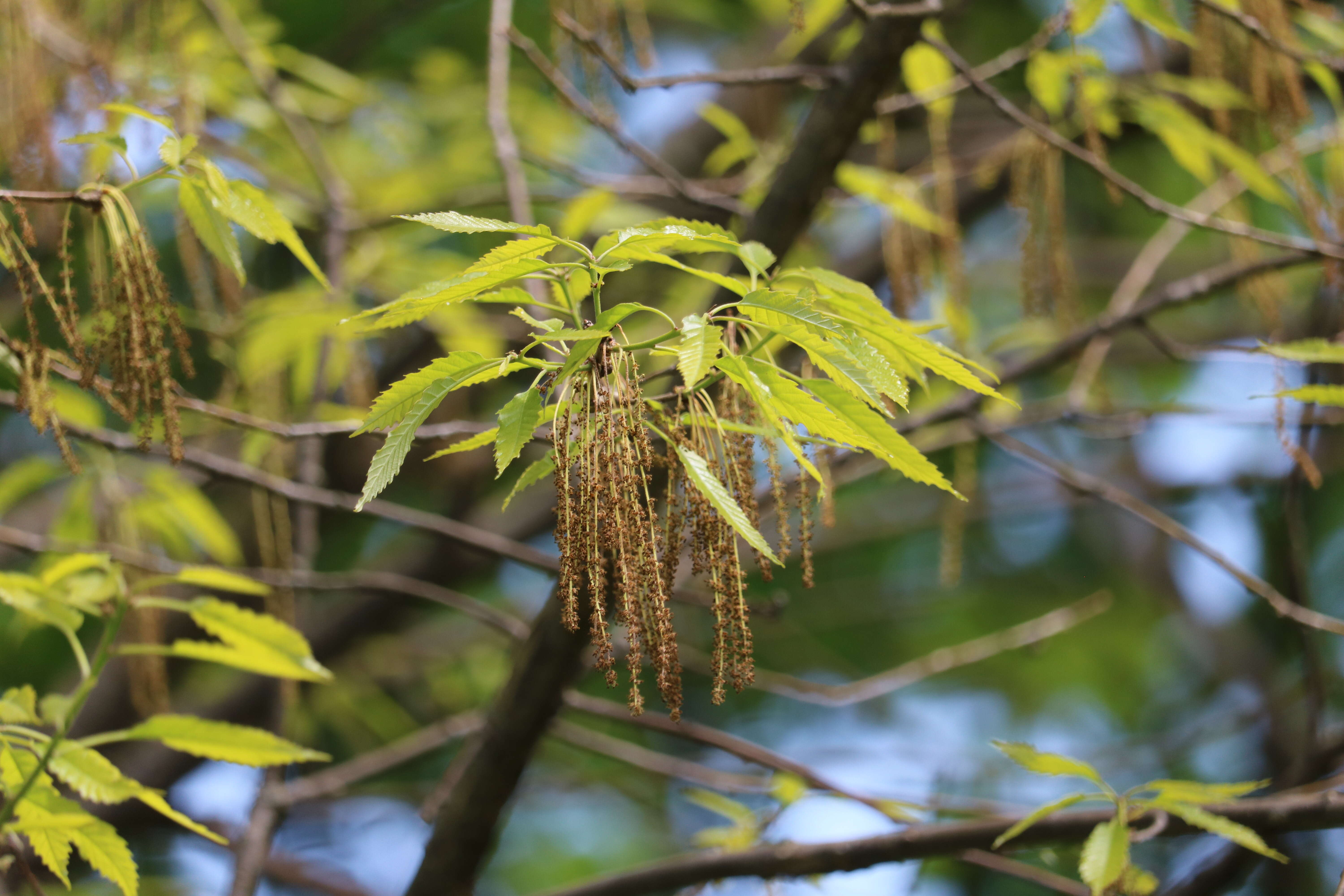 Слика од Quercus montana Willd.