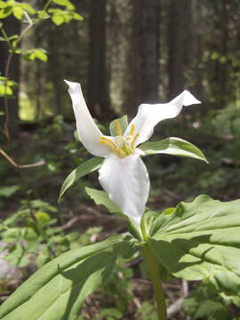 Imagem de Trillium grandiflorum (Michx.) Salisb.