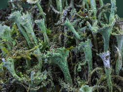 Image of cup lichen