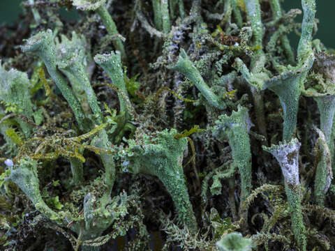 Image of cup lichen