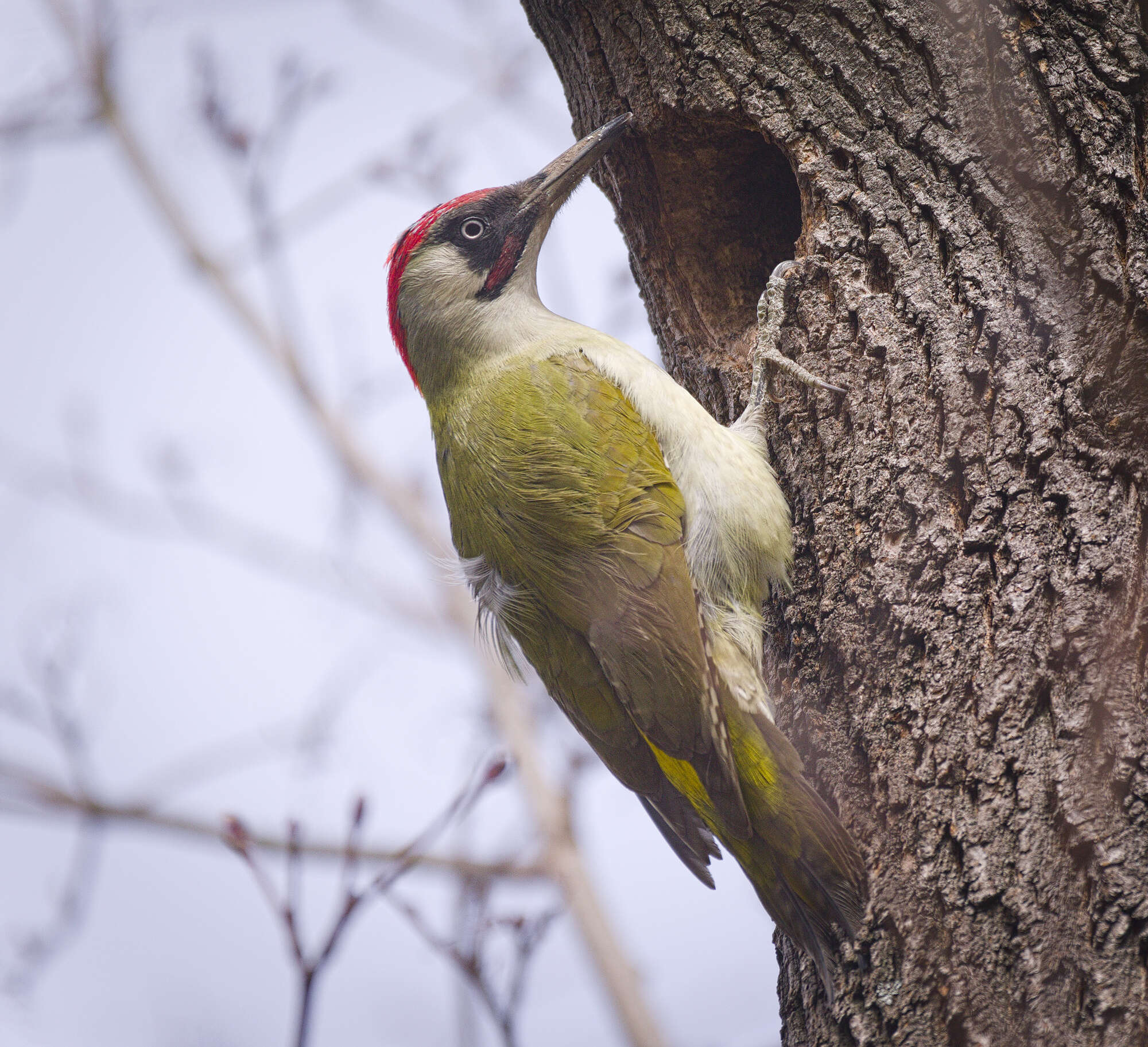 Image of Eurasian Green Woodpecker