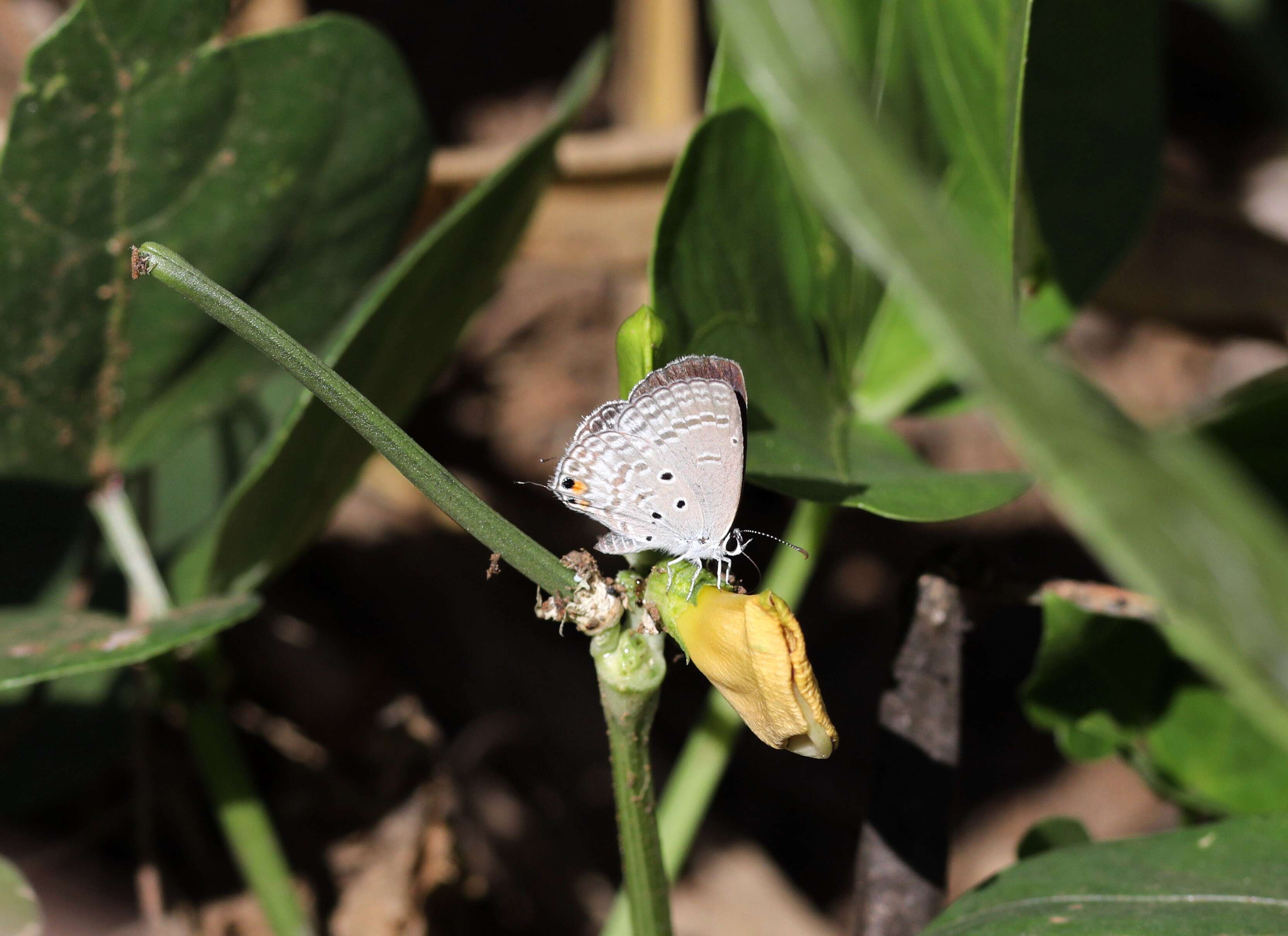 Image of Euchrysops osiris