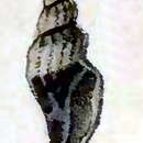 Image of Citharomangelia boakei (Nevill & Nevill 1869)