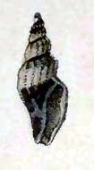 Image of Citharomangelia boakei (Nevill & Nevill 1869)