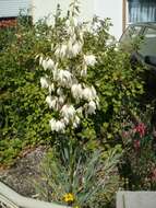 Image of moundlily yucca