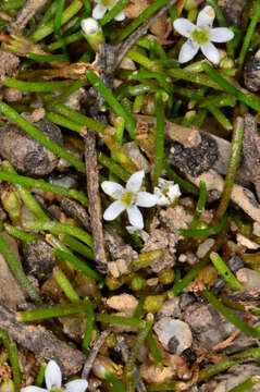 Image of Welsh mudwort