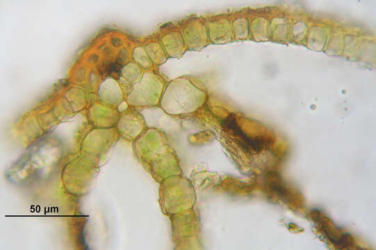 Image of ovate pterygoneurum moss