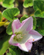 Plancia ëd Calystegia soldanella (L.) R. Br.