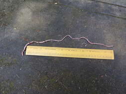 Image of earthworms