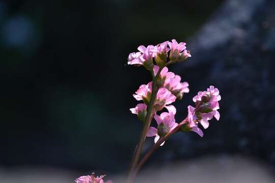 Image of Siberian-tea