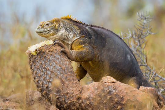 Image of Galapagos Land Iguana