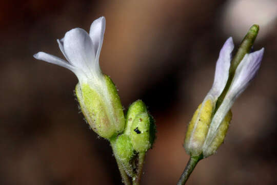 Image of Crandall's rockcress