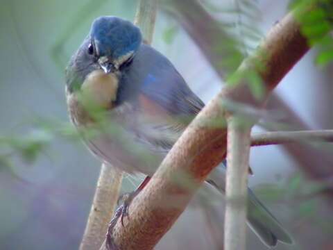 Image of Orange-flanked Bush-Robin