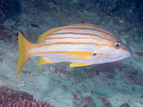 Image of Spanish flag snapper