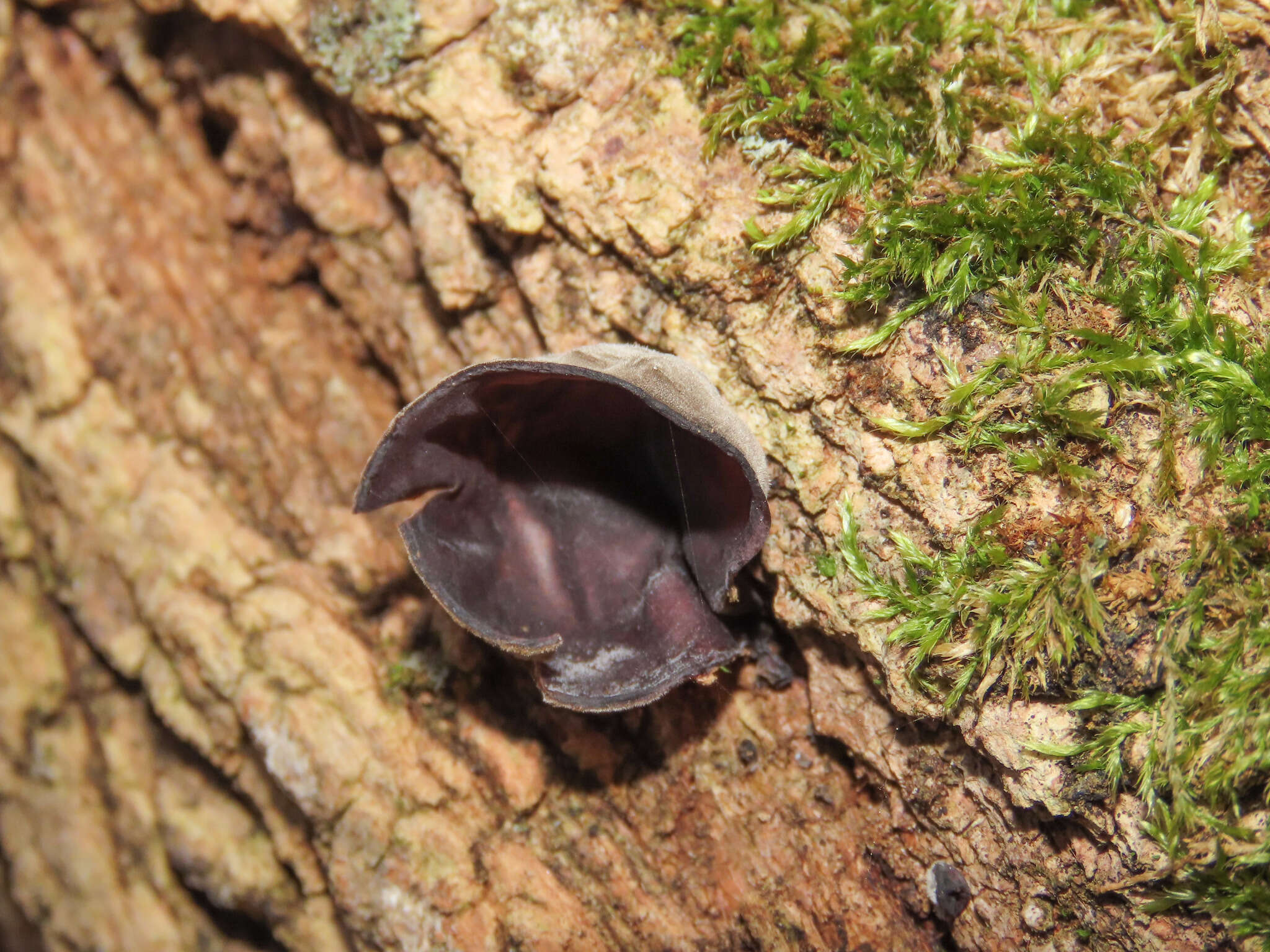 Image of ear fungus