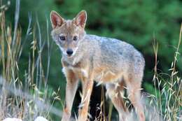 Image of golden jackal