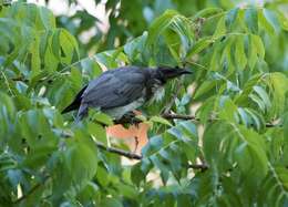 Image of Noisy Friarbird