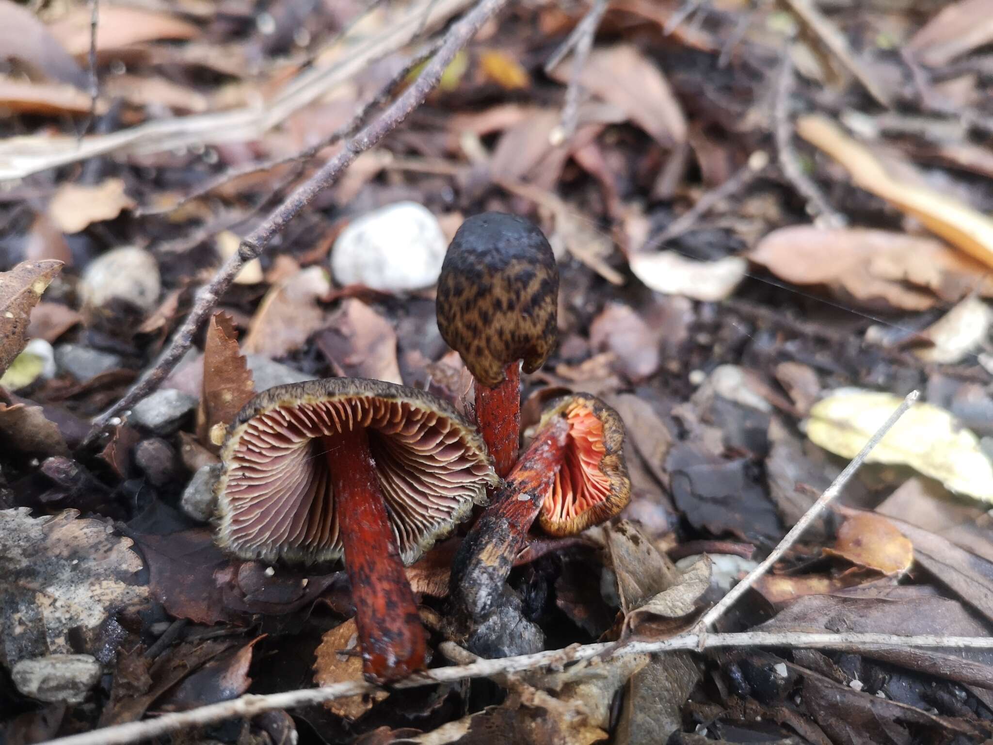 Image of Hygrocybe astatogala R. Heim ex Heinem. 1963