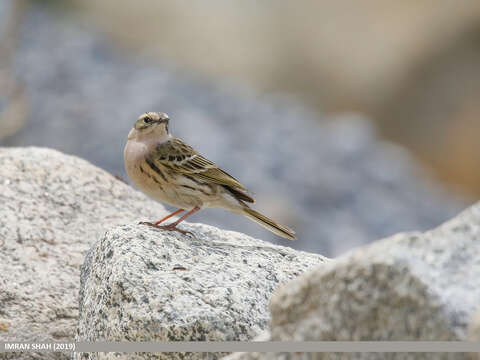 Image of Rosy Pipit