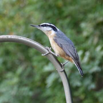 Imagem de Sitta canadensis Linnaeus 1766