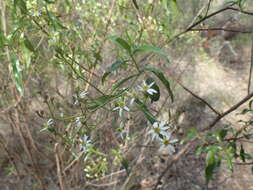 Image of Sticky daisy bush