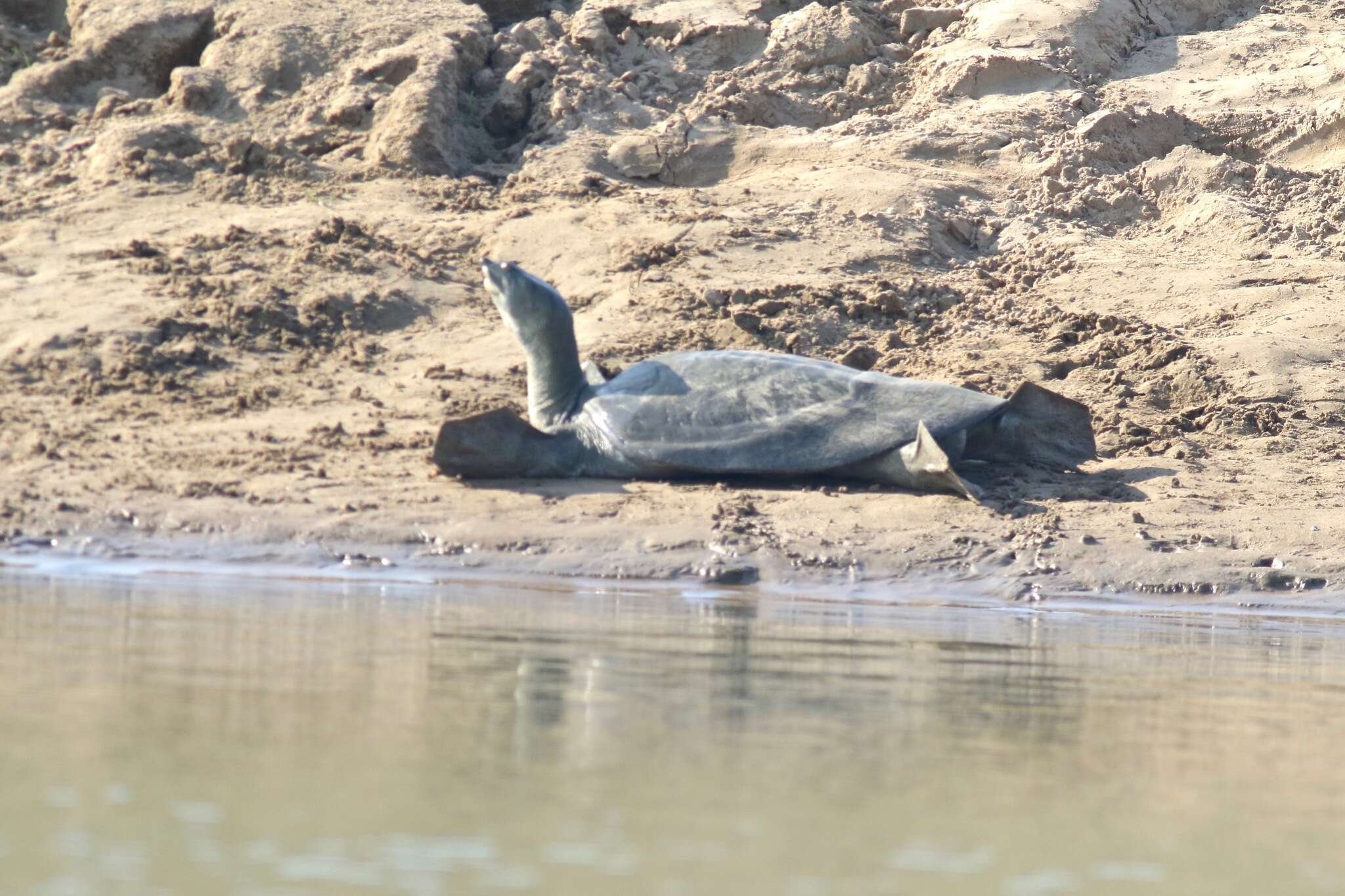 Image of Indian Peacock Softshell Turtle