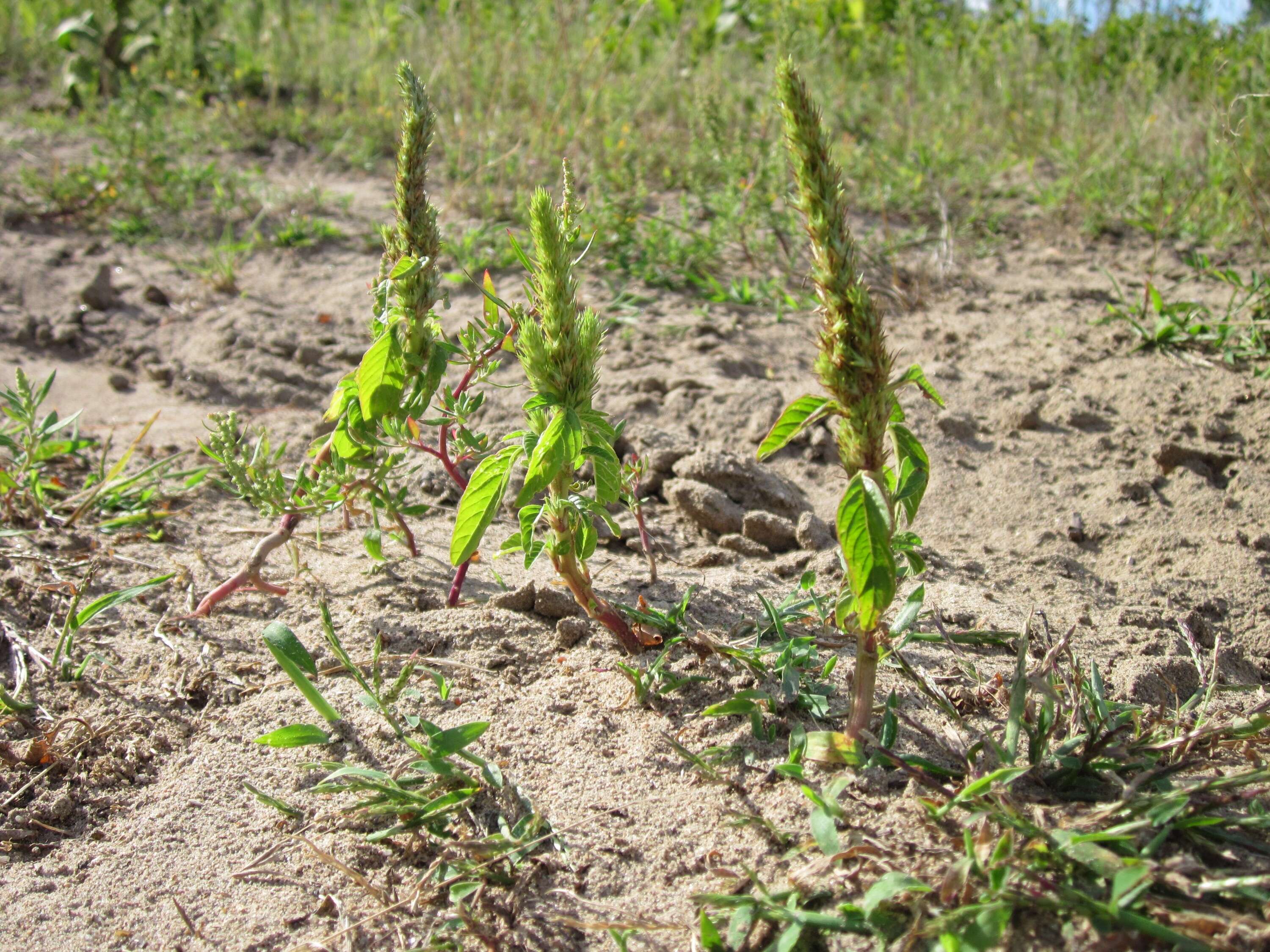 صورة Amaranthus retroflexus L.