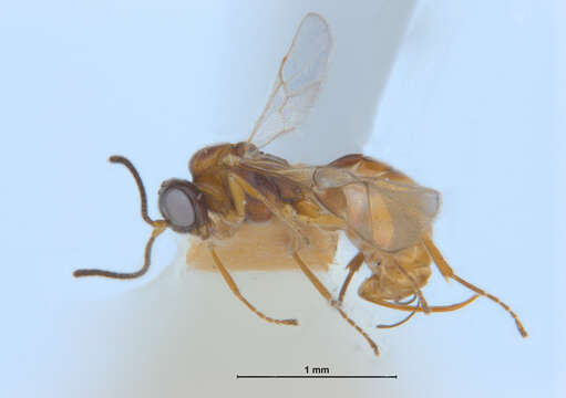 Image of Tersilochinae