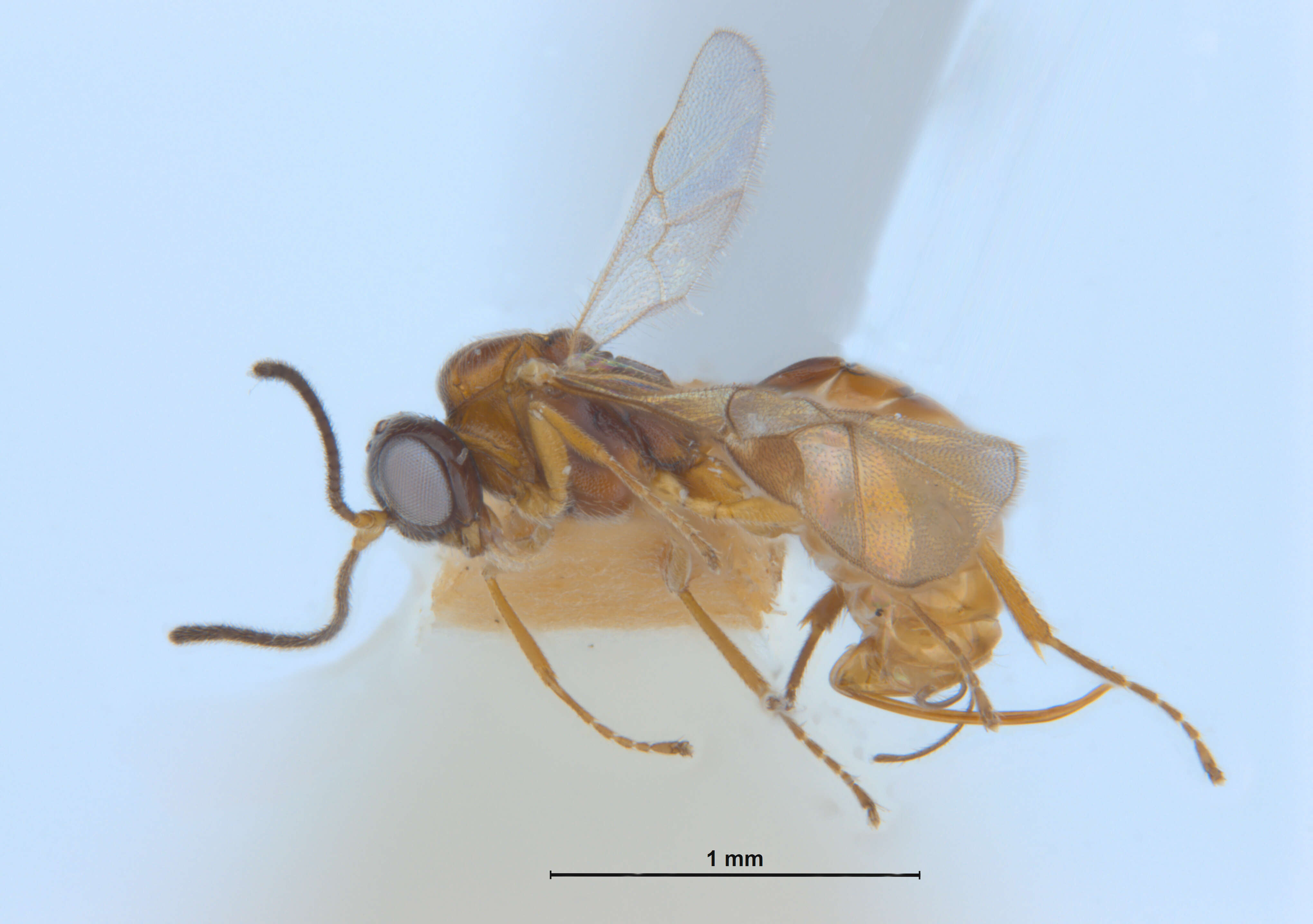 Image of Tersilochinae