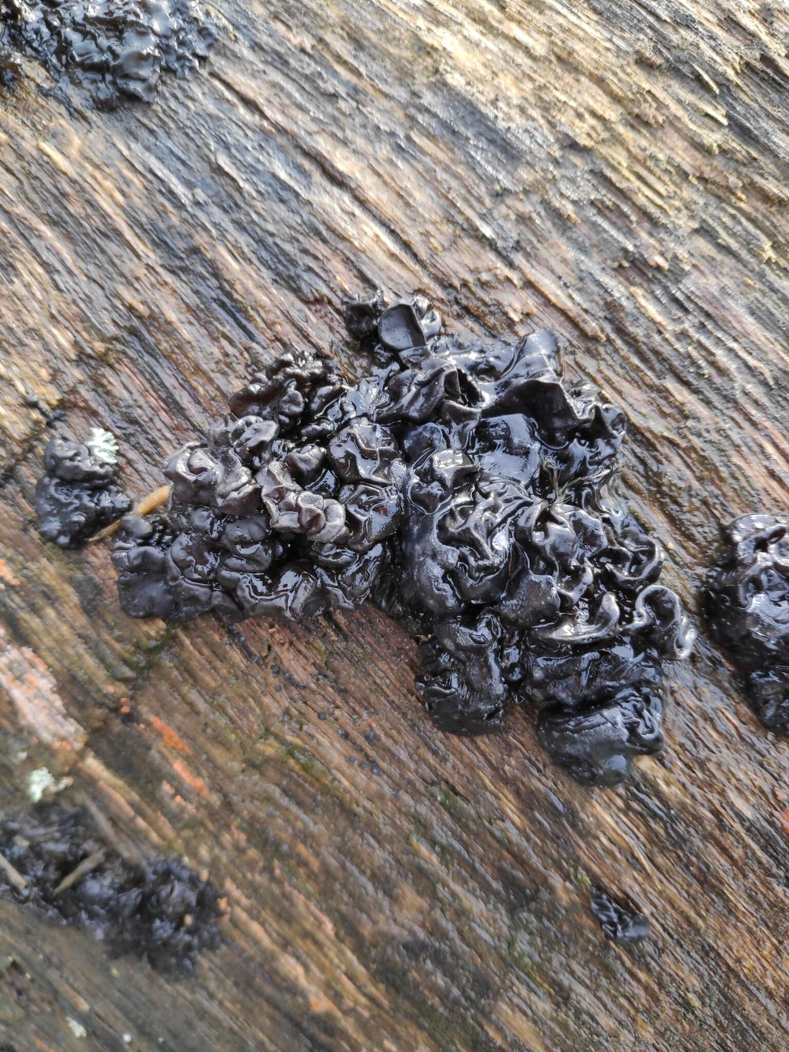 Image of Black Witches' Butter