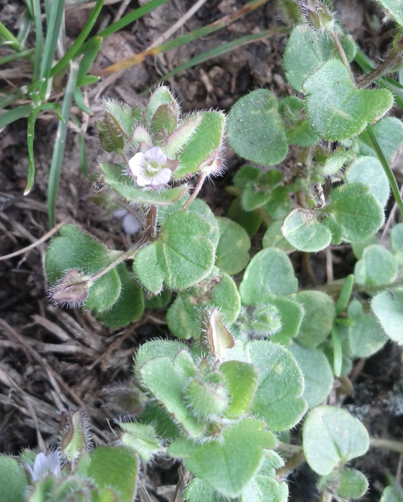 Image of false ivy-leaved speedwell