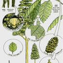 Image of <i>Alnus heterodonta</i>