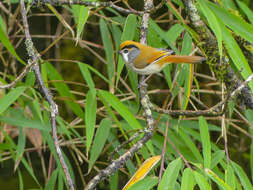 Image of Black-throated Parrotbill