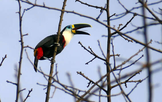 Image of Channel-billed Toucan