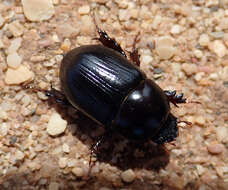 Image of black lawn beetle