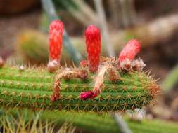 Image of Cleistocactus samaipatanus (Cárdenas) D. R. Hunt