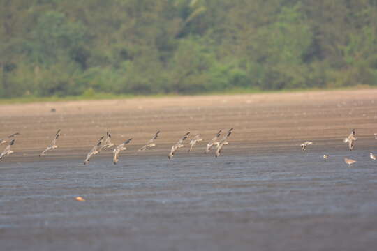 Image of Great Knot