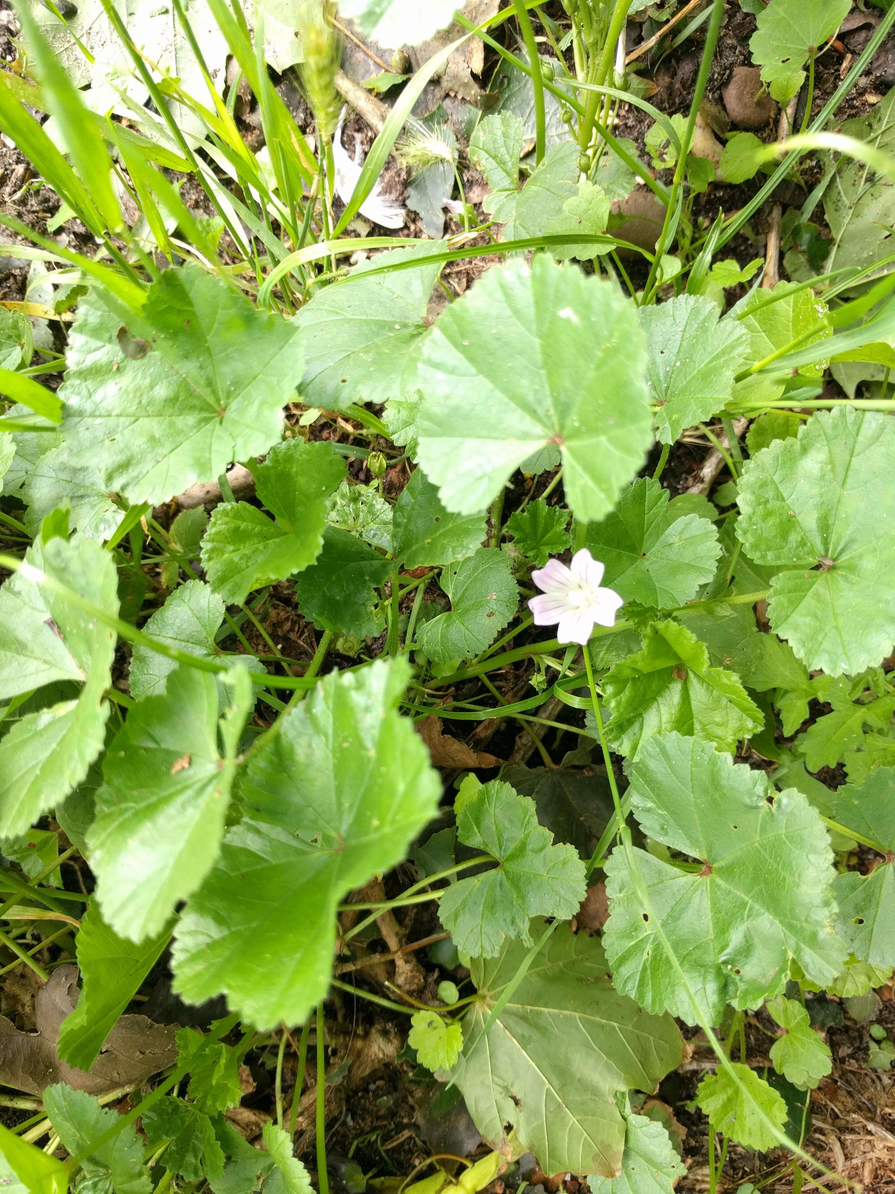 Image of common mallow