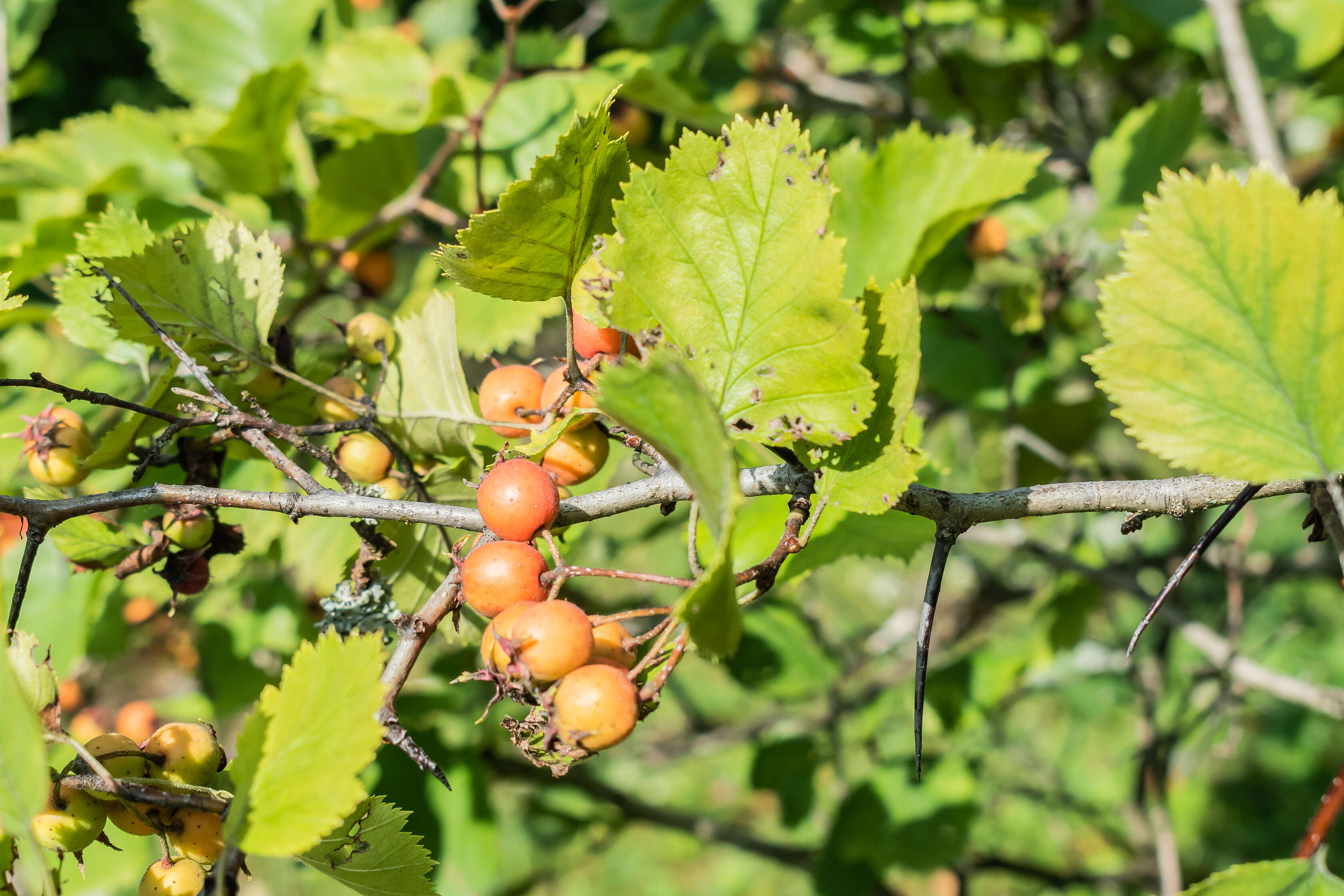 Plancia ëd Crataegus anomala Sarg.