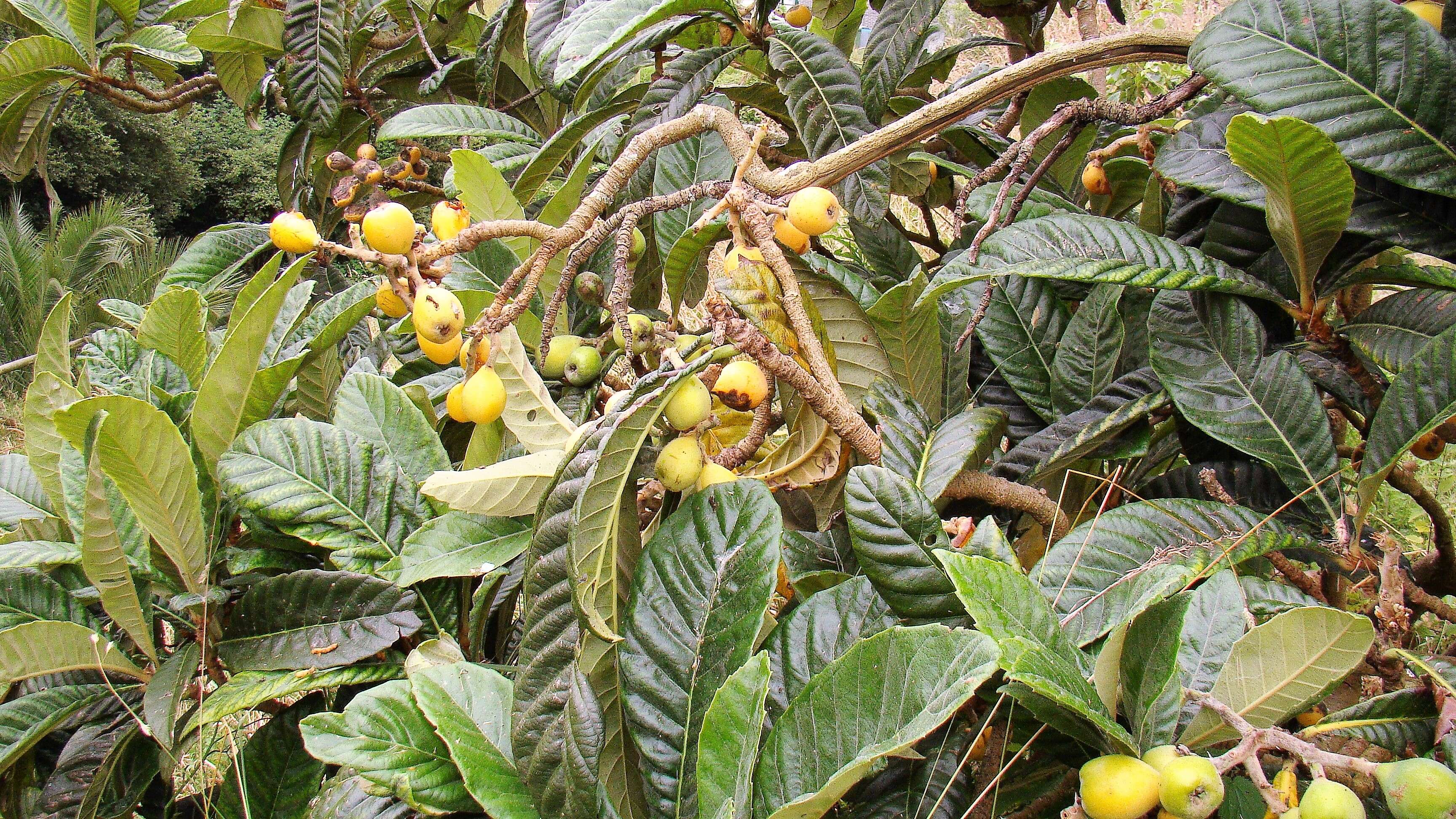 Image of loquat