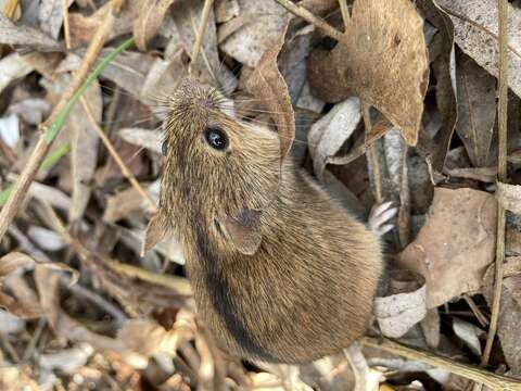 Image of Striped Field Mouse