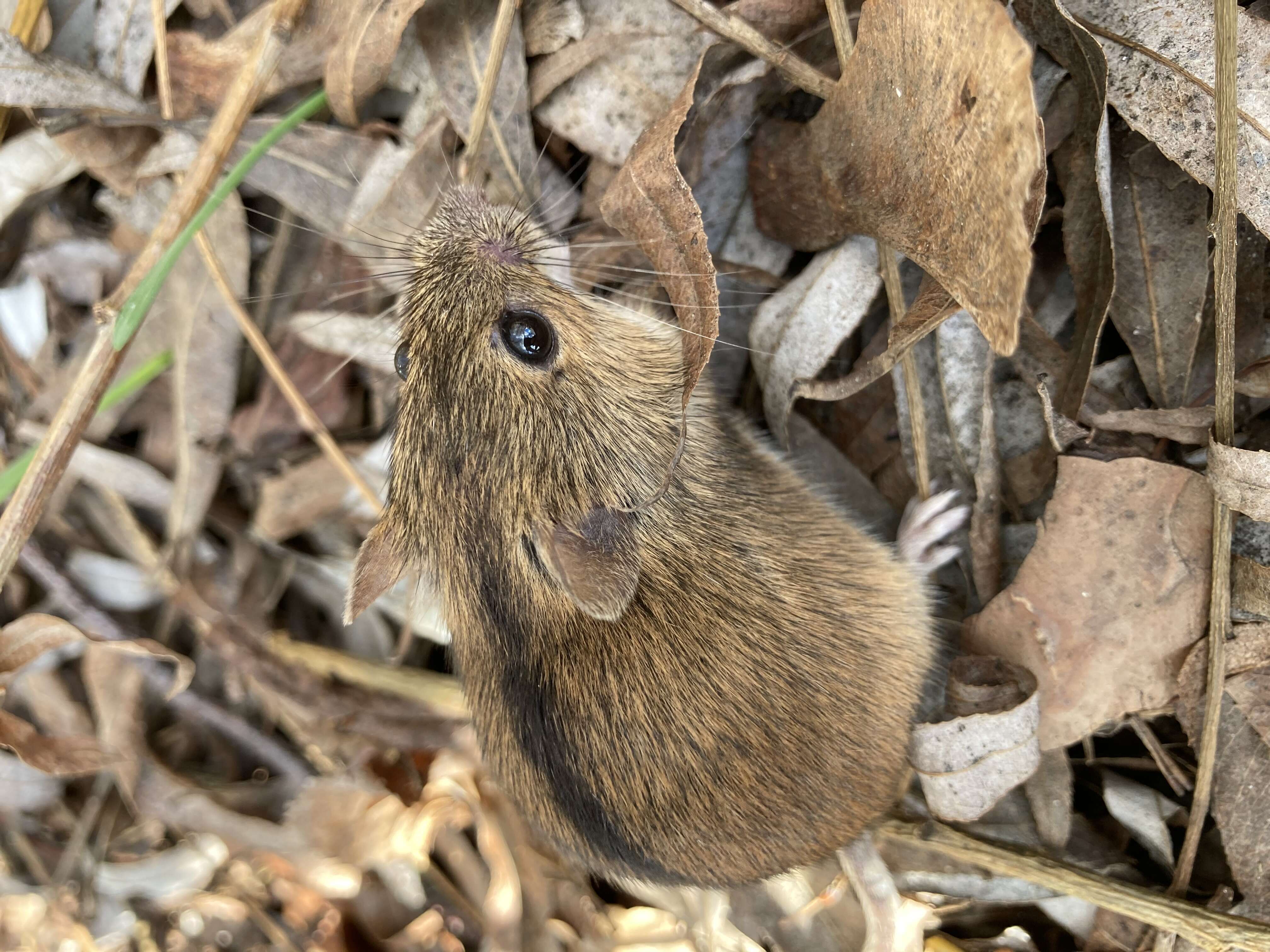 Image of Striped Field Mouse